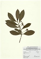 藏品(春不老)的圖片